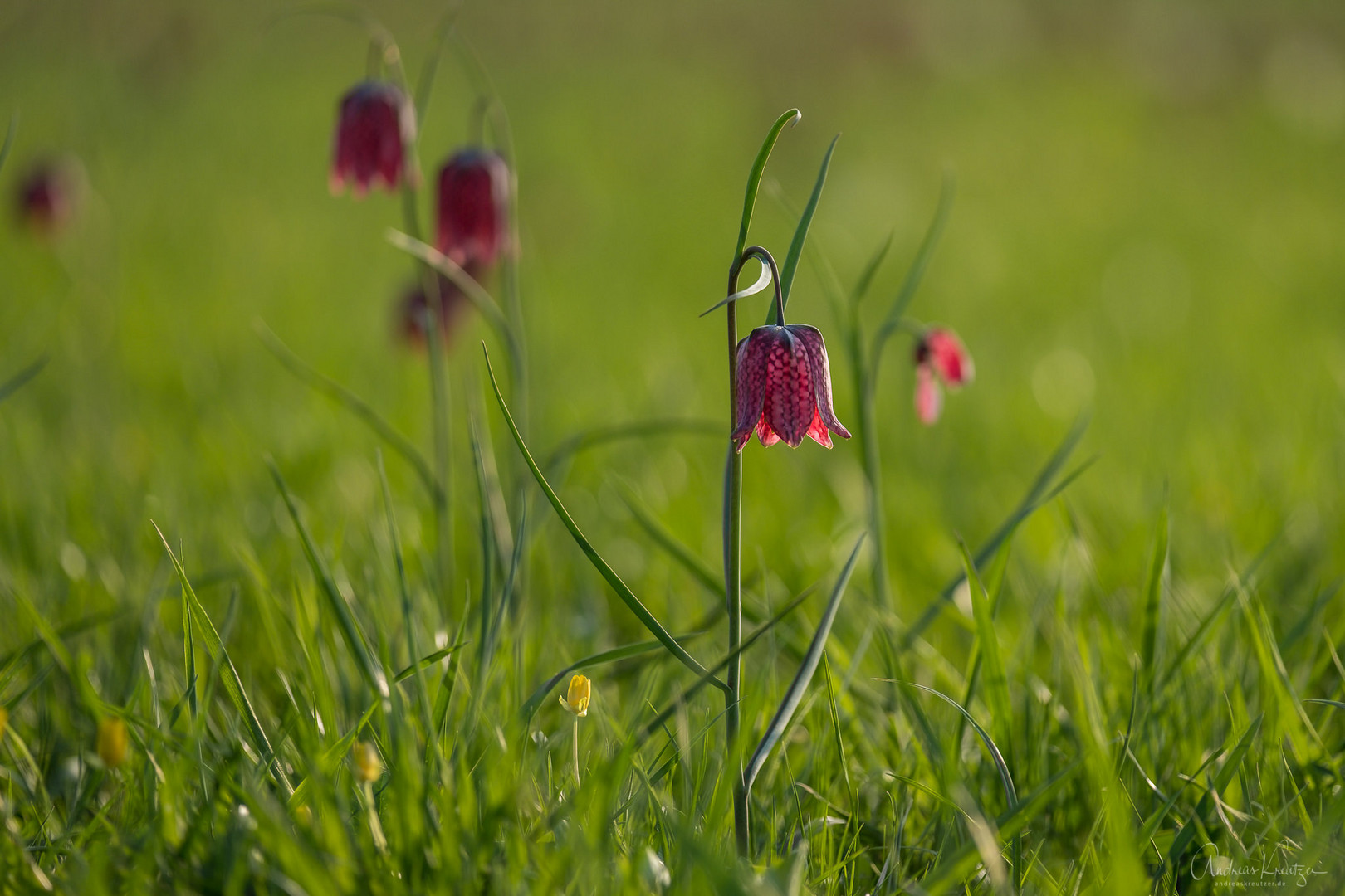 Schachblume / Schachbrettblume