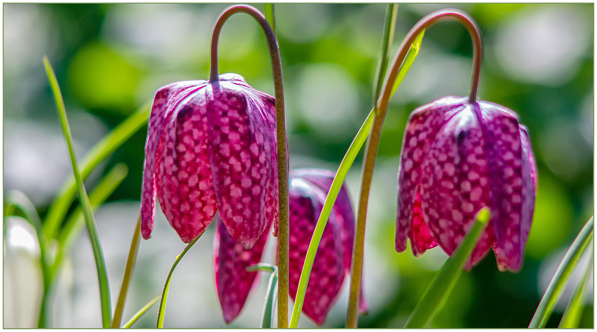 Schachblume / Schachbrettblume Foto &amp; Bild makro