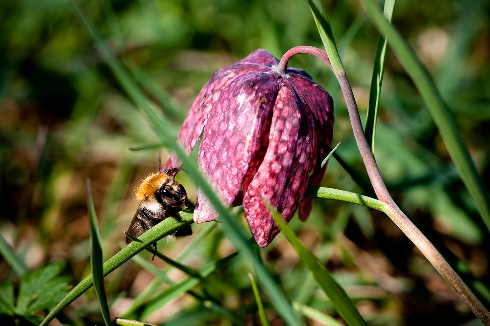 Schachblume und Besuch