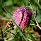 Schachblume und Besuch