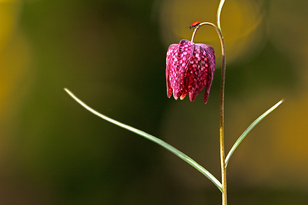 Schachblume und Lilienhähnchen