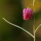 Schachblume und Lilienhähnchen