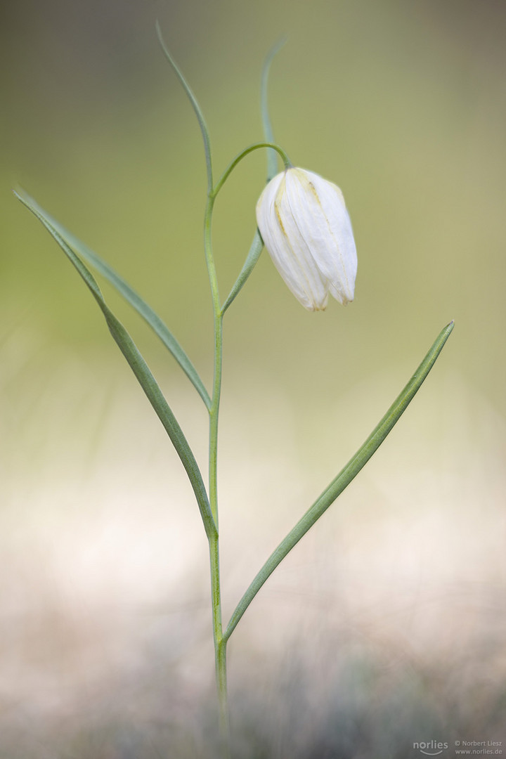 Schachblume weiß