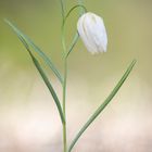 Schachblume weiß