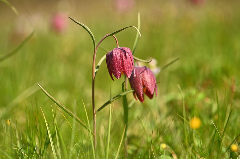 Schachblumen