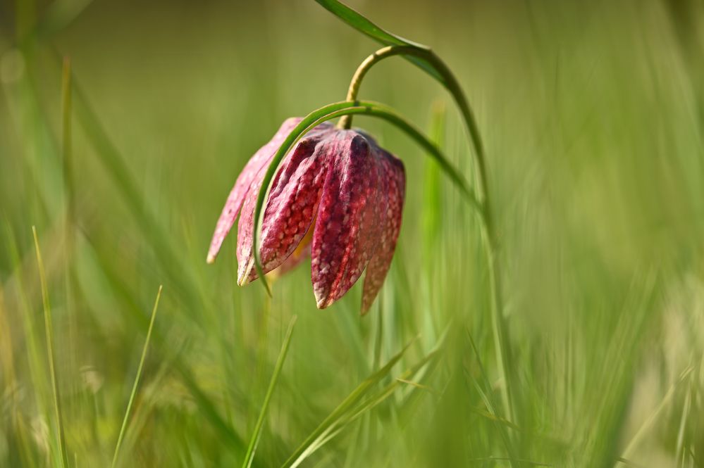 Schachblumen