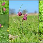 Schachblumen 2017