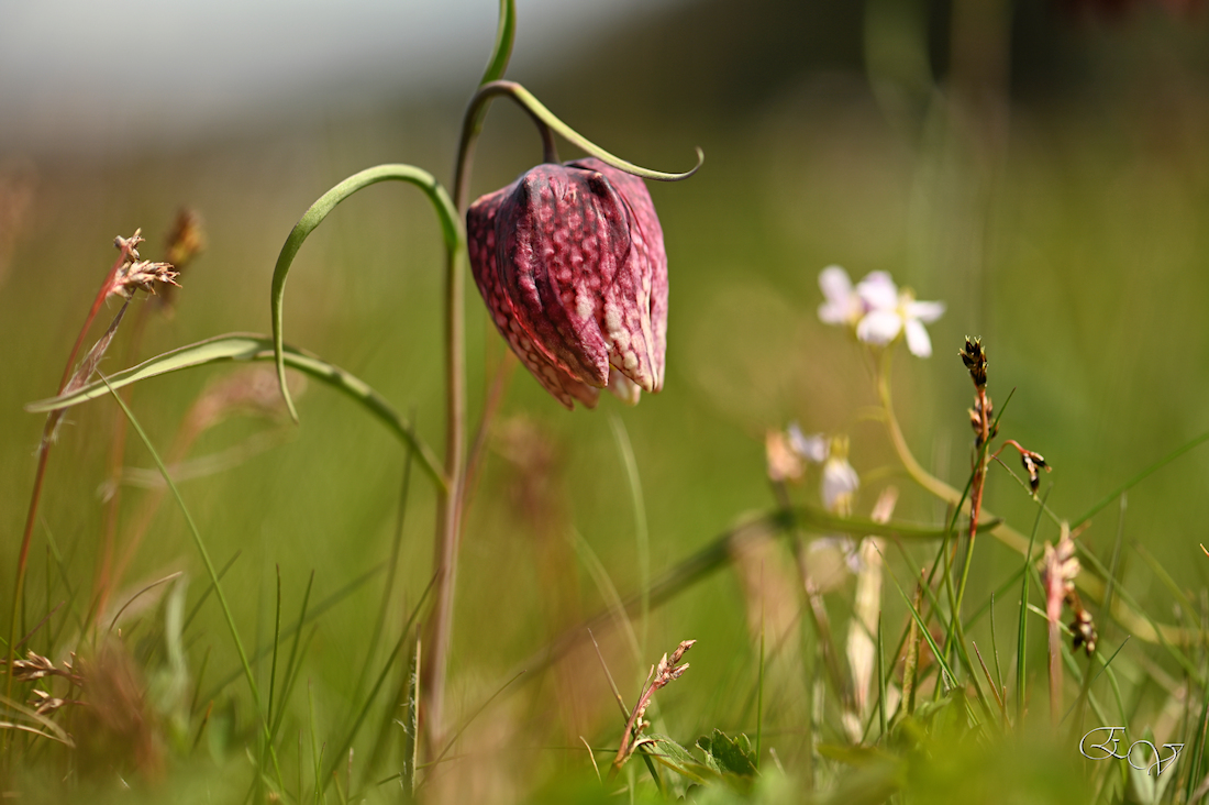 Schachblumen