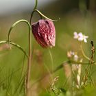 Schachblumen