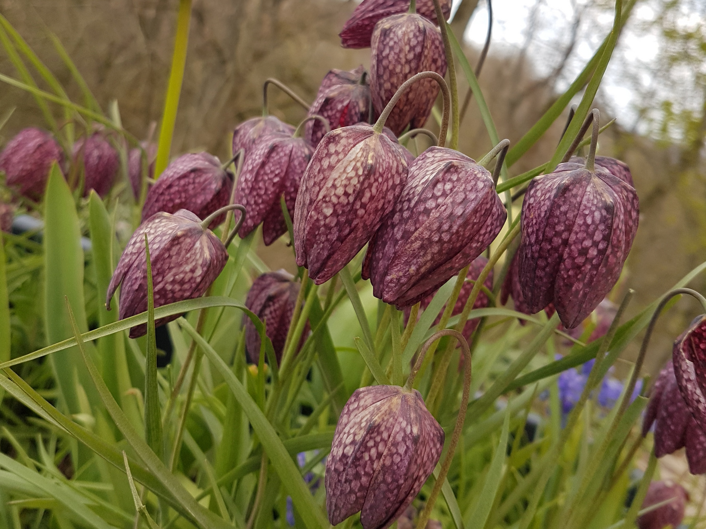 Schachblumen