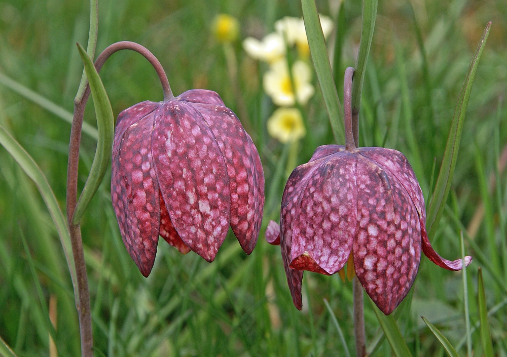 Schachblumen