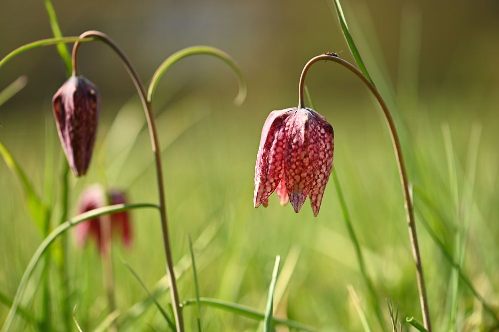 Schachblumen