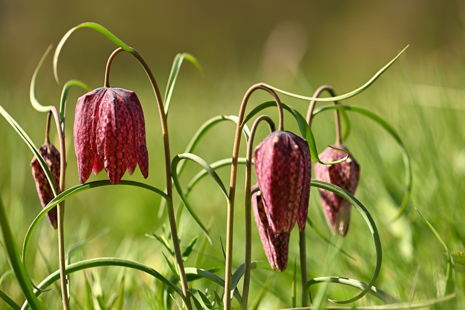 Schachblumen