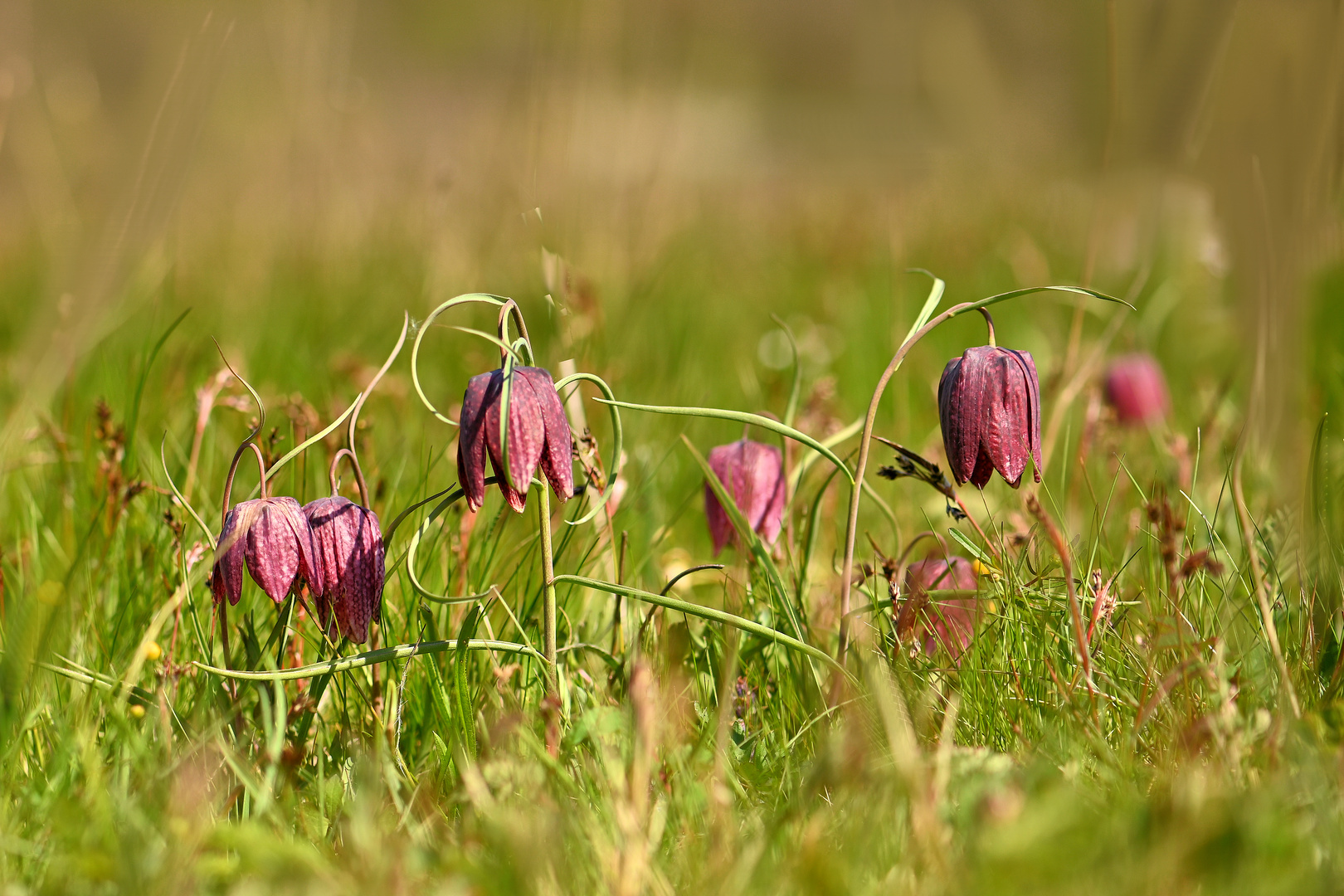 Schachblumen