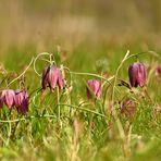 Schachblumen