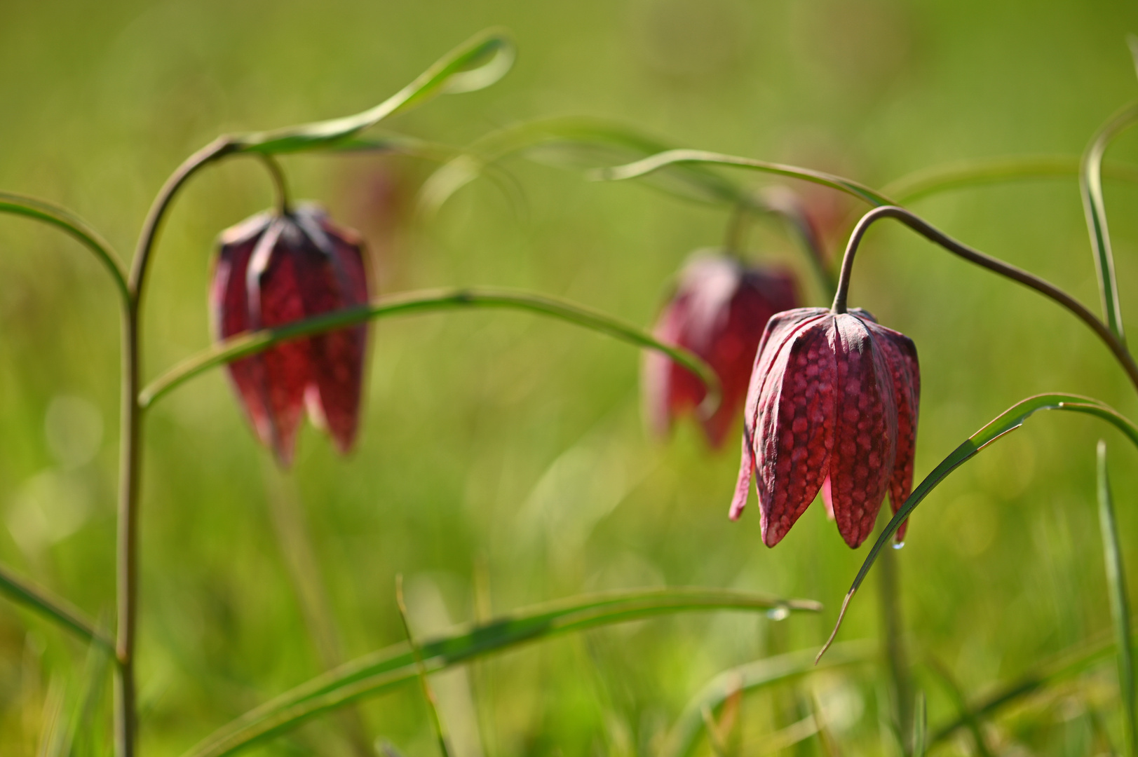 Schachblumen