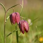 Schachblumen