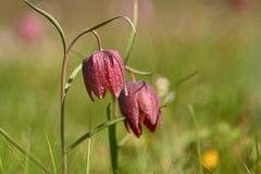 Schachblumen