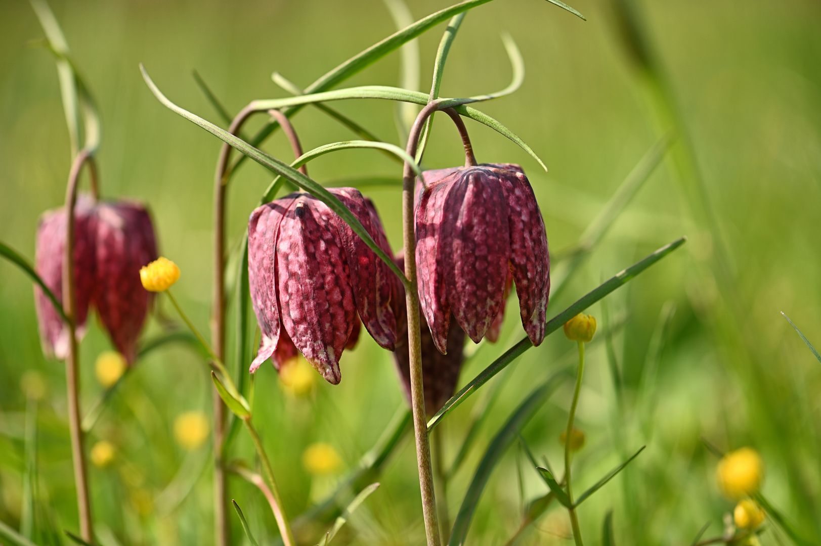 Schachblumen