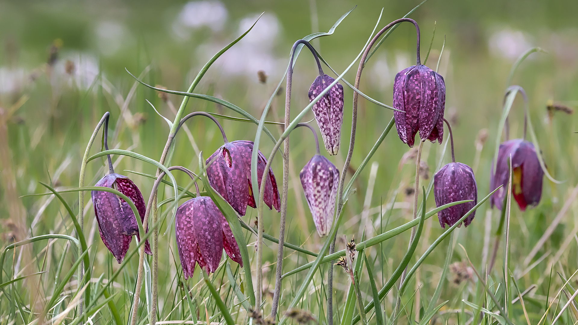 SCHACHBLUMEN-Blüte im Sinntal (Spessart) -2-