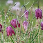 SCHACHBLUMEN-Blüte im Sinntal (Spessart) -2-