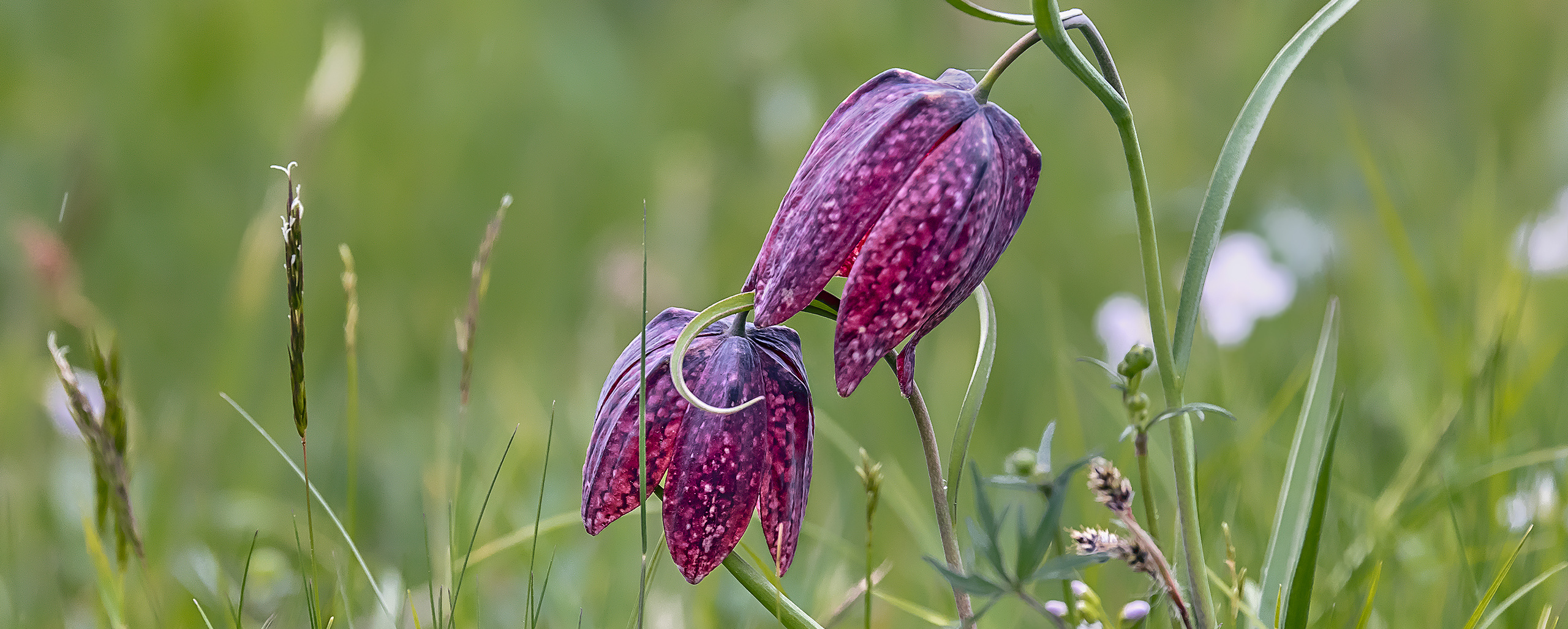 SCHACHBLUMEN-Blüte im Sinntal (Spessart)