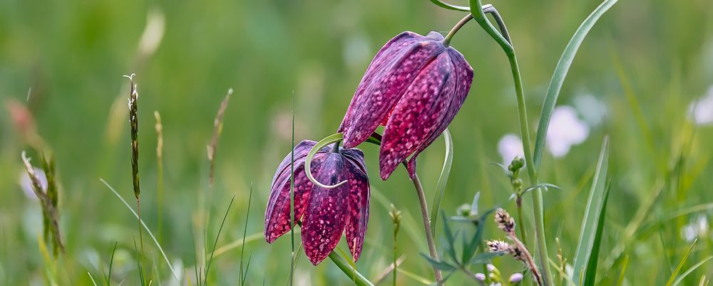 SCHACHBLUMEN-Blüte im Sinntal (Spessart)