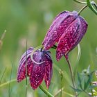 SCHACHBLUMEN-Blüte im Sinntal (Spessart)