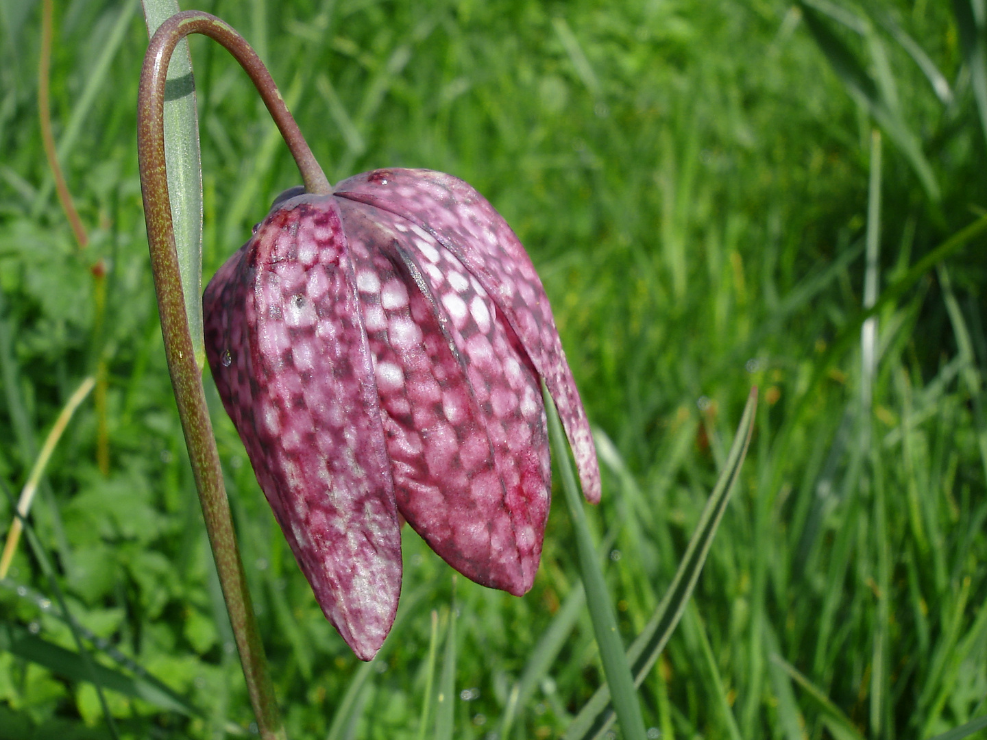 Schachblumen