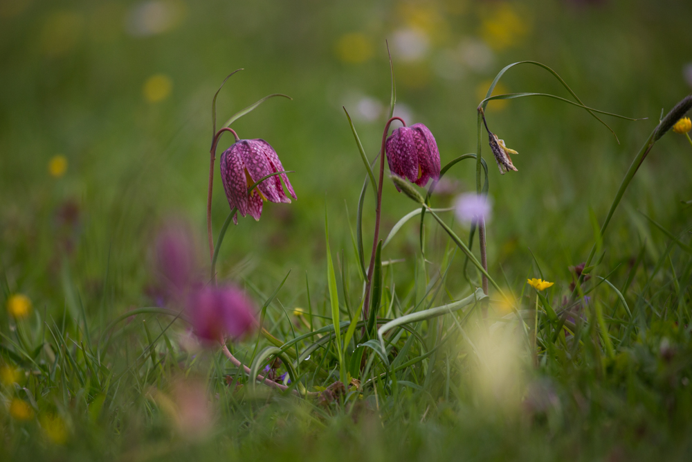 Schachblumen