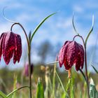 Schachblumen (Fritillaria meleagris)