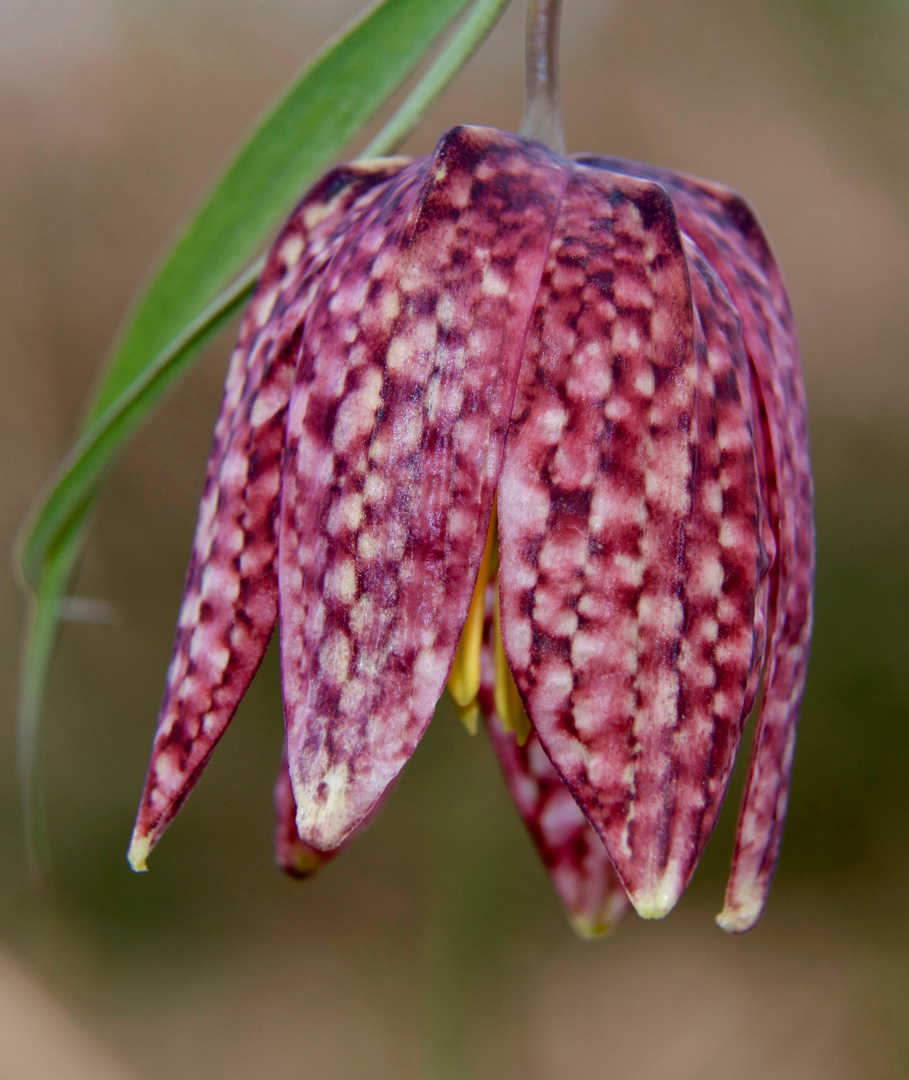 Schachblumenblüte