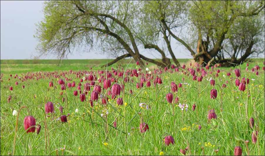 Schachblumenwiese