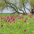 Schachblumenwiese