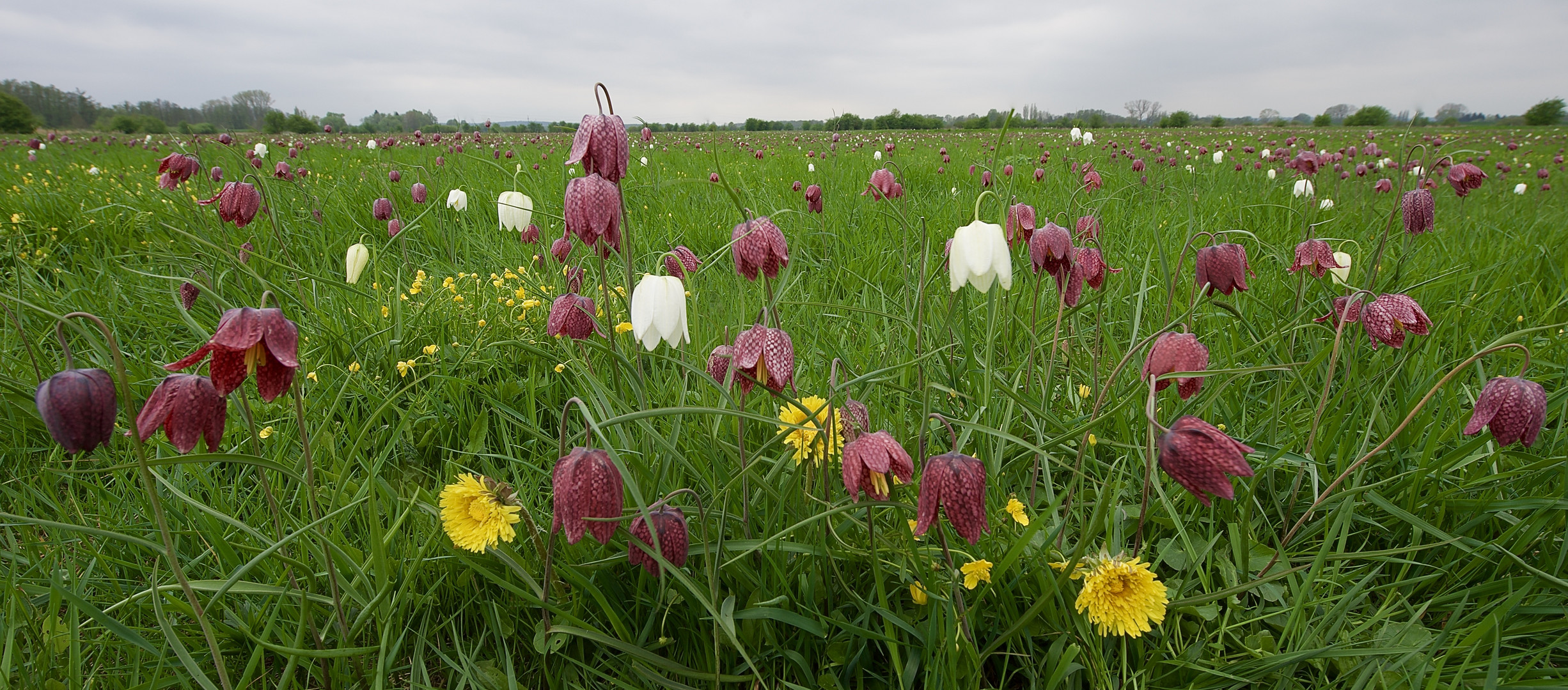 Schachblumenwiese