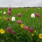 Schachblumenwiese