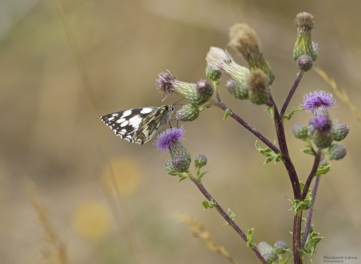  Schachbrett an Acker-Kratzdistel