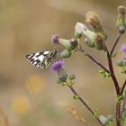  Schachbrett an Acker-Kratzdistel