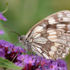 Schachbrett an Sommerflieder