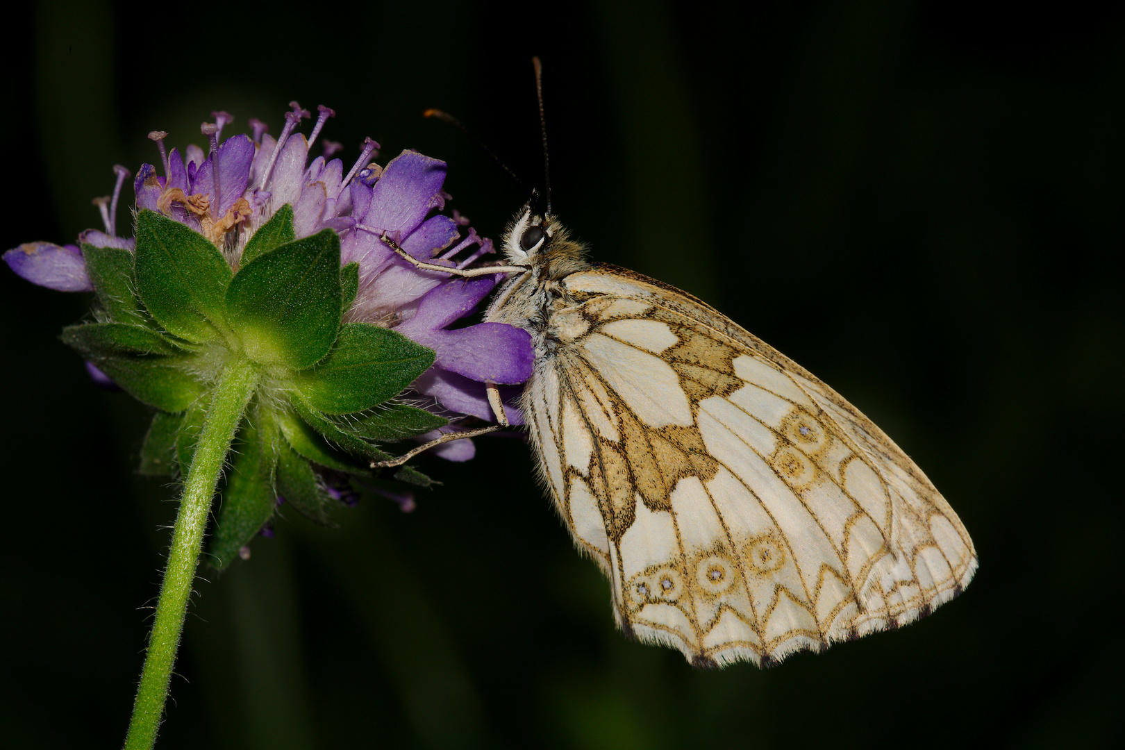 Schachbrett auf Acker-Witwenblume