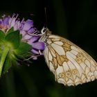 Schachbrett auf Acker-Witwenblume