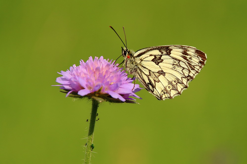 Schachbrett auf Acker-Witwenblume