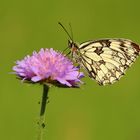 Schachbrett auf Acker-Witwenblume