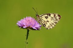 Schachbrett auf Acker-Witwenblume