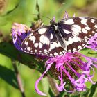 Schachbrett auf der Flockenblume