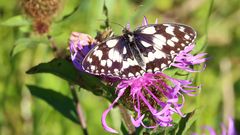 Schachbrett auf der Flockenblume