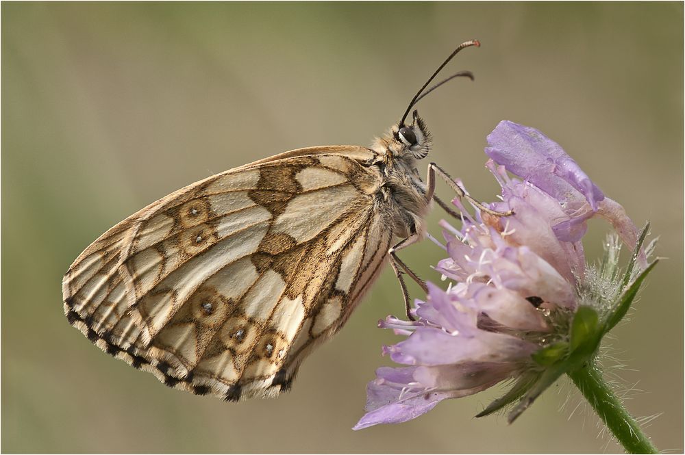 Schachbrett auf der Witwenblume