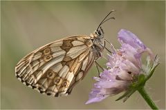 Schachbrett auf der Witwenblume