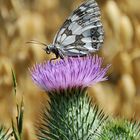 Schachbrett auf Distel