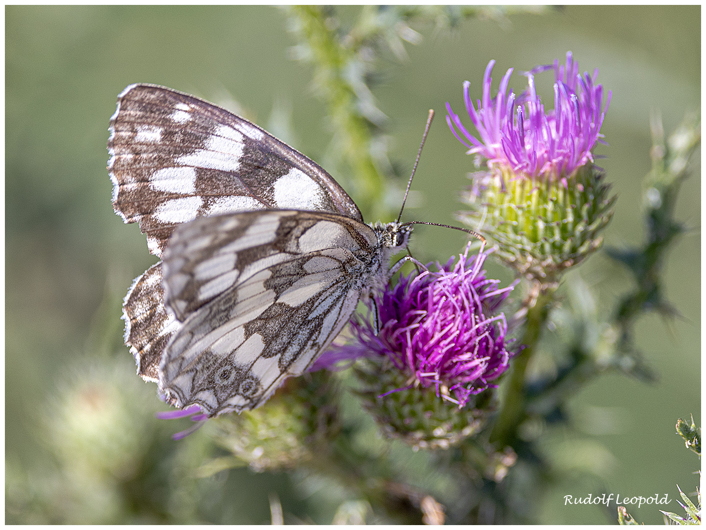 Schachbrett auf Distel